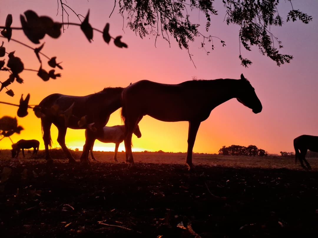 Esperanza de libertad para los caballos