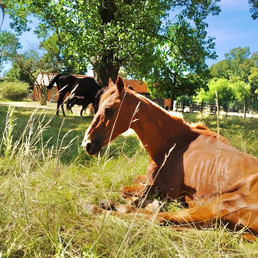 Caballos en libertad