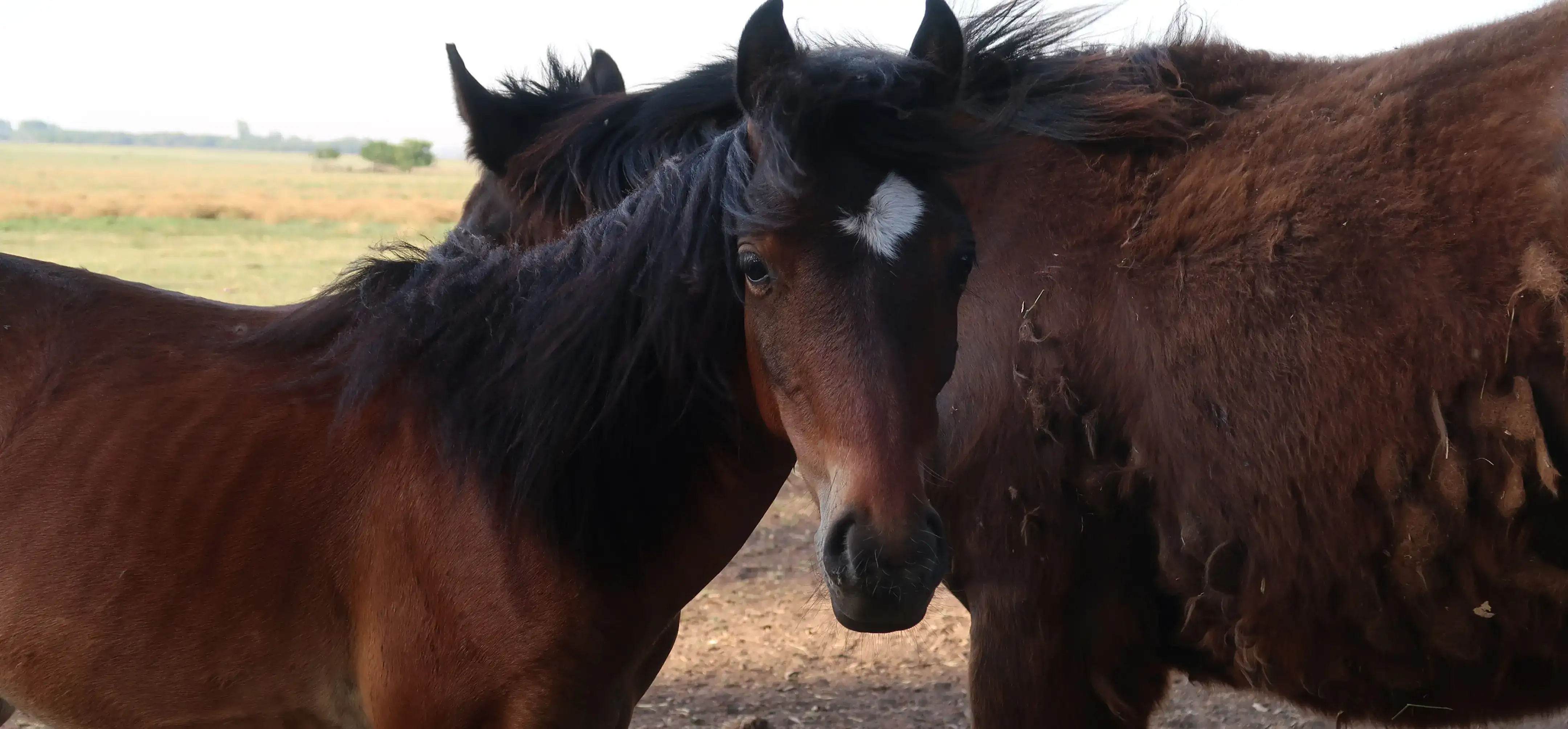 Caballos en libertad, miniatura de video